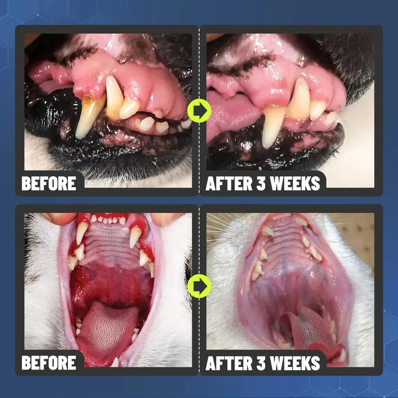 Dental Spray – Stop Bad Breath & Tartar at the Source